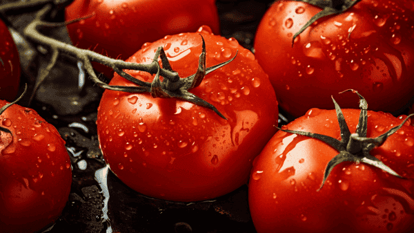 Frische, saftige Tomaten mit Wassertröpfchen, ideal für Kochkurse.
